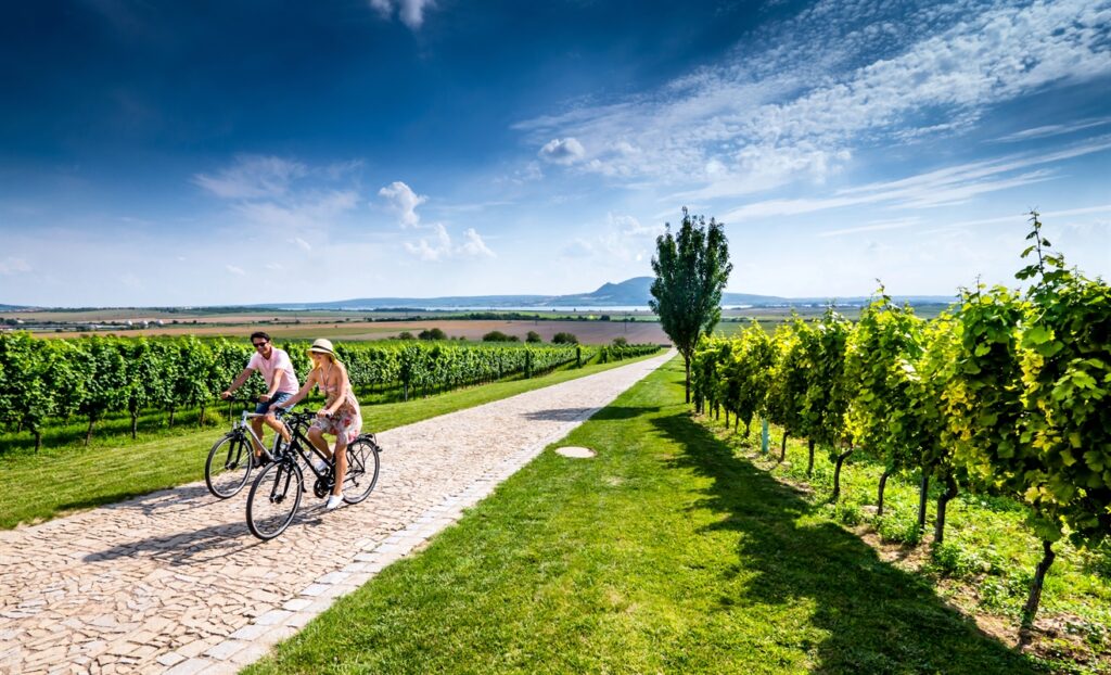 Two cyclists on a wine trail pass through a vineyard in clear weather