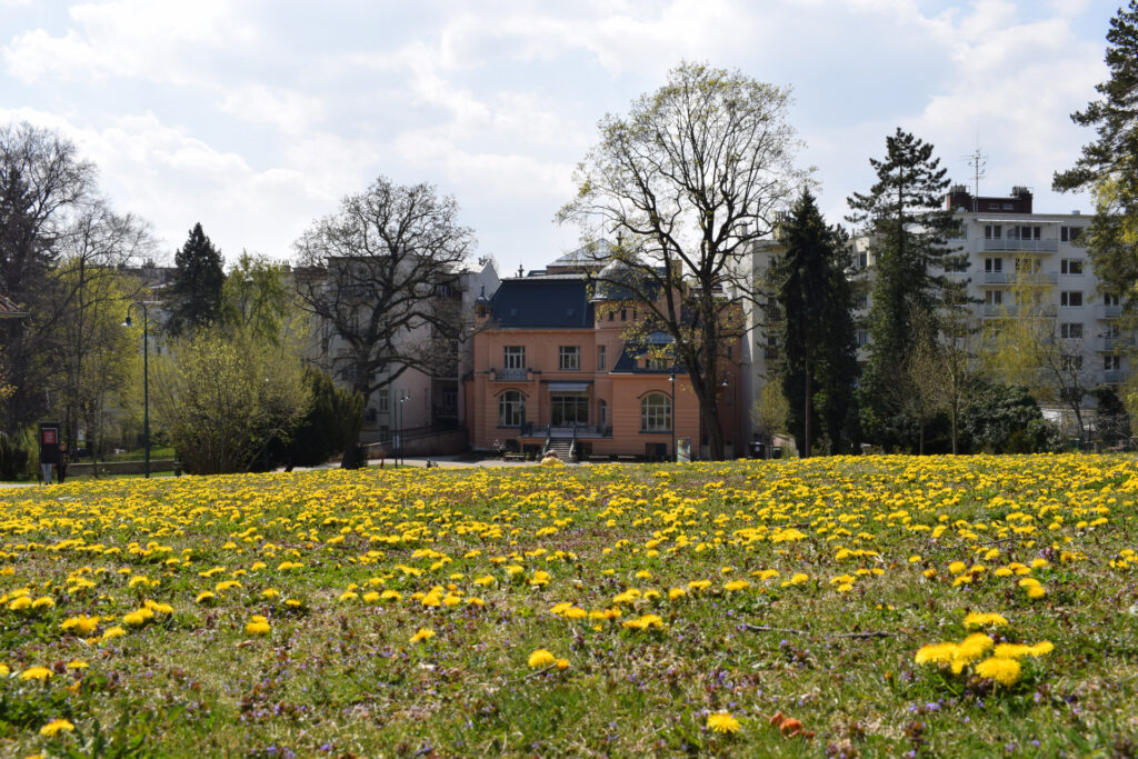 Villa Low Beer photographed through a garden full of dandelions